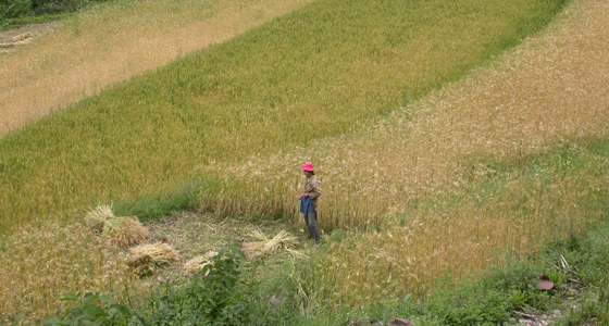 Image Alt Text